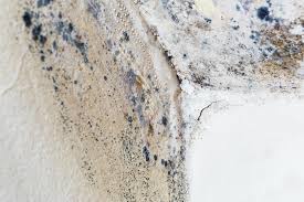 Best Mold Prevention Services  in Indian Lake, MO